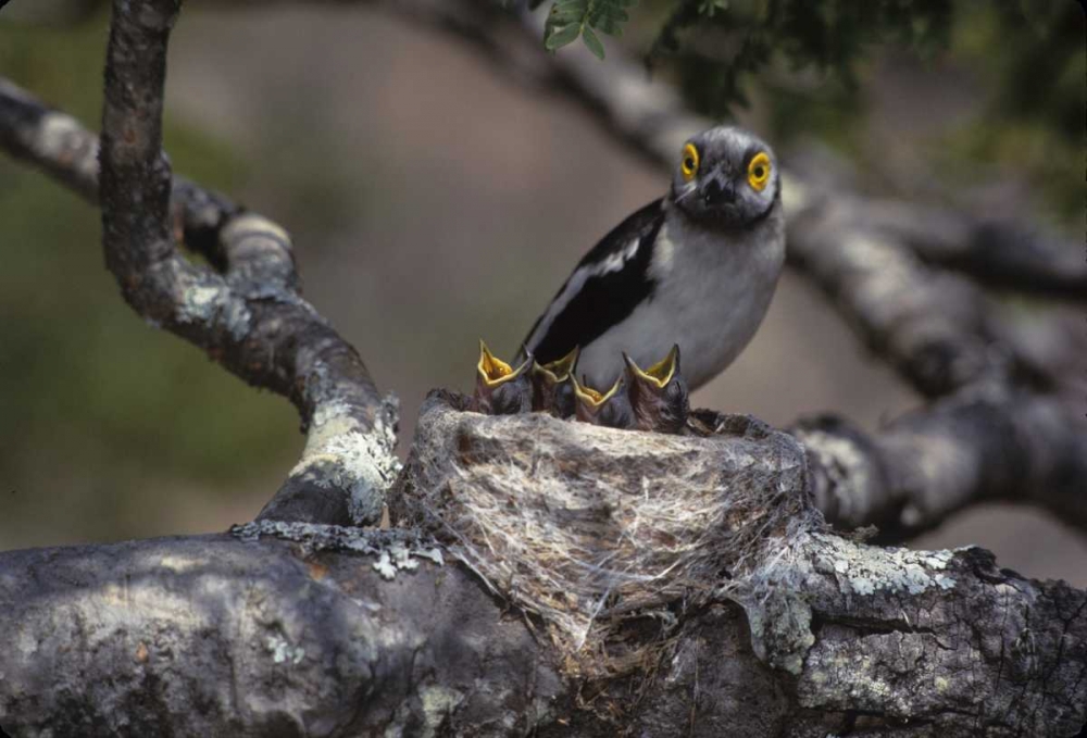 Zimbabwe White helmutshrike on nest with chicks